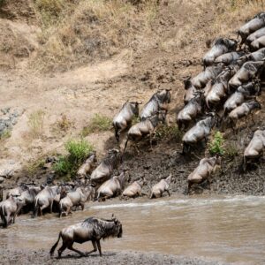 Kenya Migration.