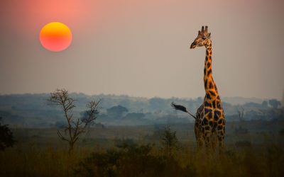 Las 5 mejores aventuras de lujo en África