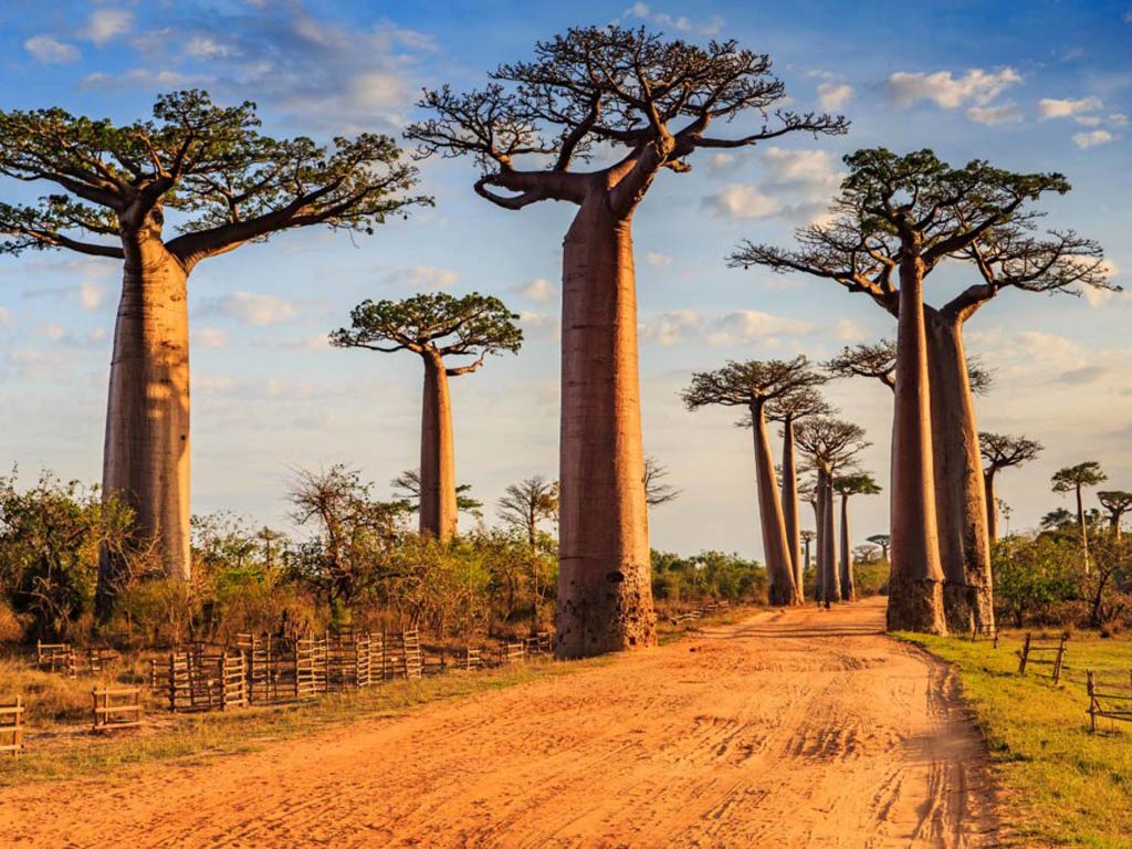 Beautiful Baobab in Madagascar