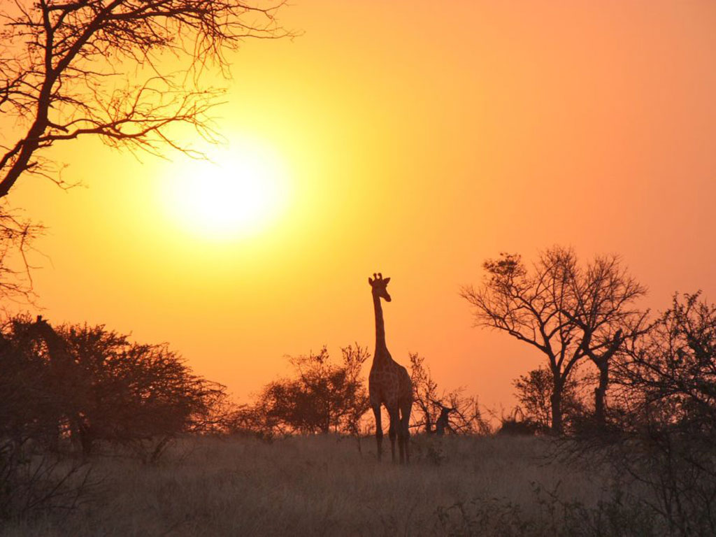 Giraffe standing in the sunset in Zambia.