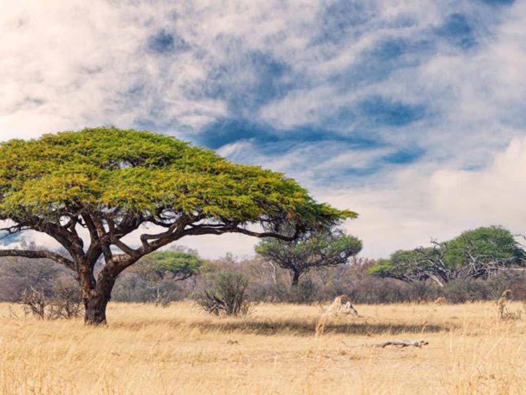 African landscape in the Hwange National Park, Zimbabwe at a sunny day.