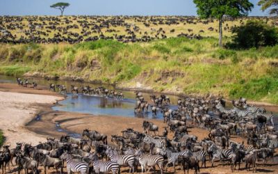 The 6 most popular national parks for a safari in Africa