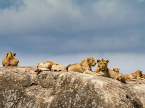 Nanan Travel Blog - The 6 Most Popular National Parks For A Safari In ...