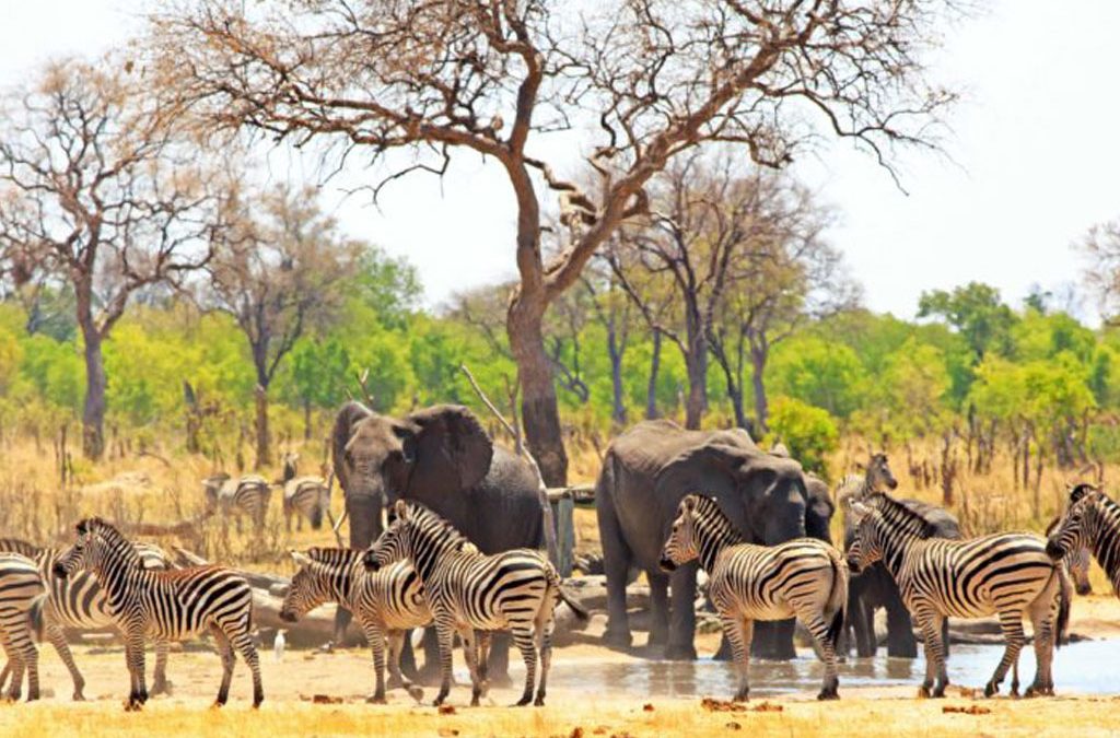 Los 6 safaris africanos menos conocidos pero impresionantes