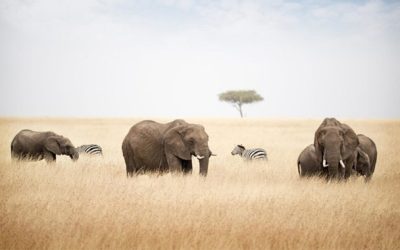 Tips to see the Big Five on your safari in Africa
