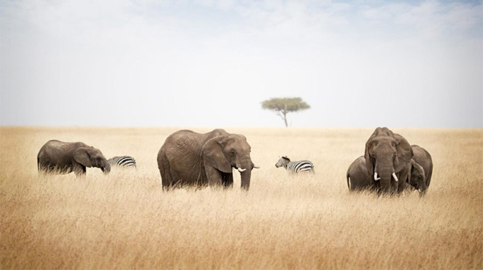 Consejos para ver los Big Five en tu safari en África