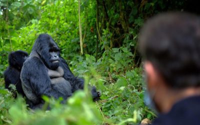 ¿Cuáles son los mejores lugares para ver gorilas en África? Uganda y Ruanda
