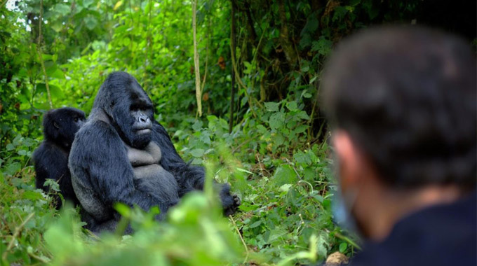 Where are the best places to see gorillas in Africa? Uganda and Rwanda