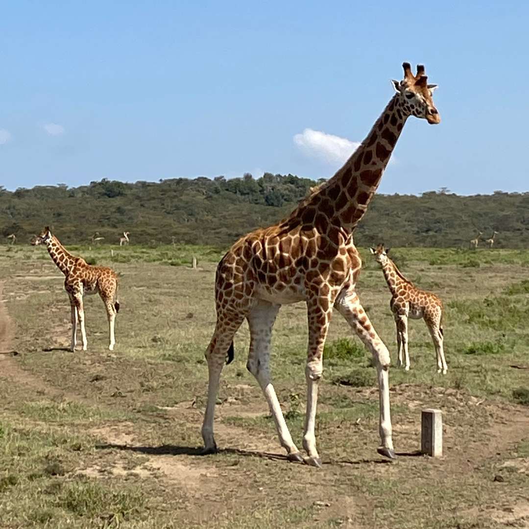 Zambia Safari Adventure Breakfast