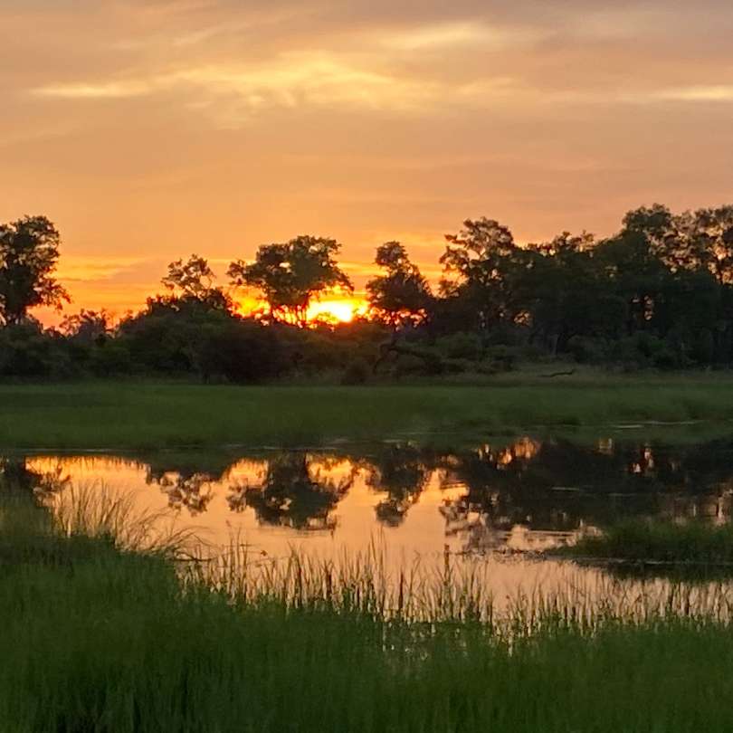 Zambia - Giraffes