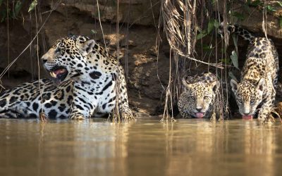 Exclusive Wilderness: Luxury Wildlife Encounters Across Brazil