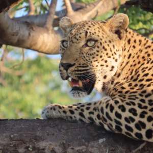 Leopardo.