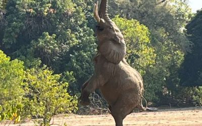 Mana Pools Magic: A Guide to Wildlife and Luxury Safaris in Zimbabwe