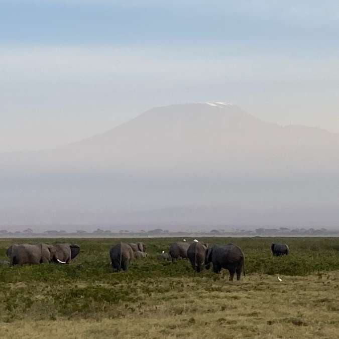 AFRICA WITH NANAN TRAVEL - Nanan Travel - Kenya - Amboseli Game Drive