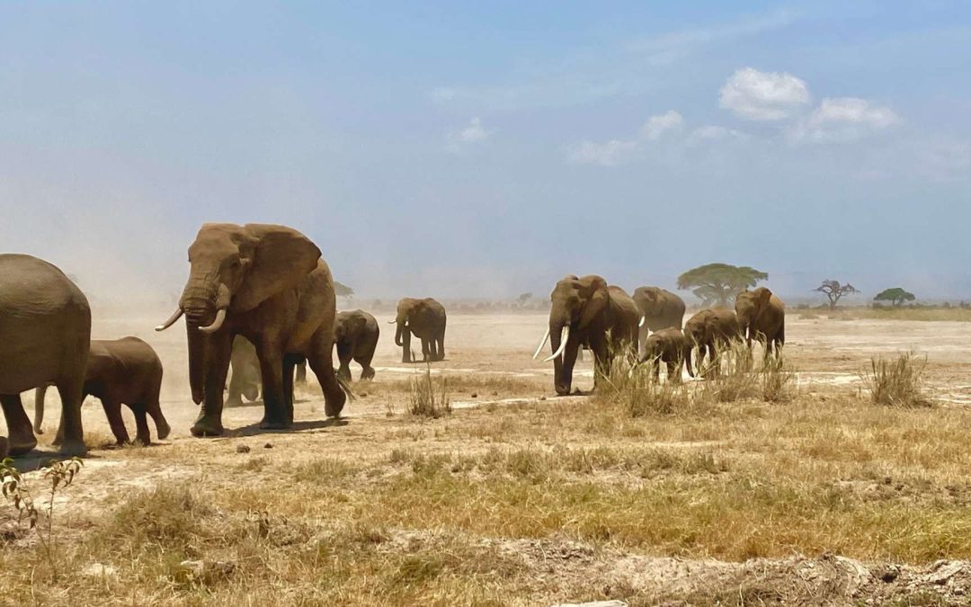 La Majestuosidad de Amboseli: Una Guía de Vida Silvestre y Safaris de Lujo en el Paraíso de los Elefantes de Kenia