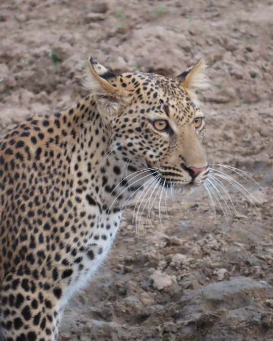 Nanan Travel - Balancing Luxury & Wilderness in African Safaris _ Ultimate Guide-Leopard in tree