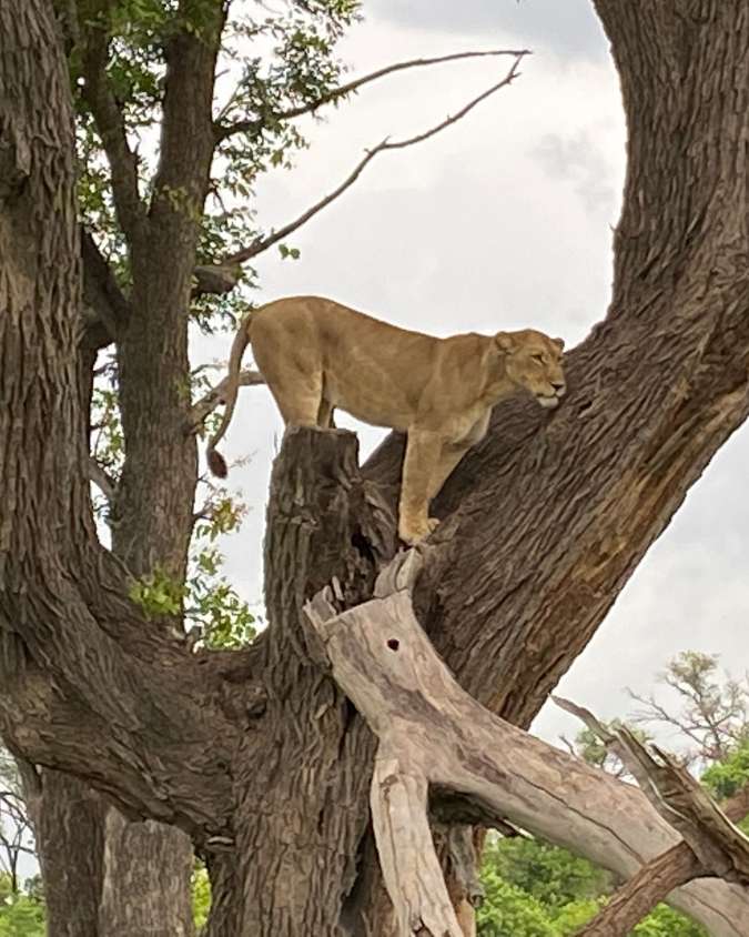 Nanan Travel - Balancing Luxury & Wilderness in African Safaris _ Ultimate Guide-lion sighting on a safari