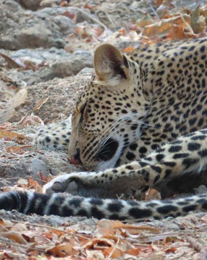 Nanan Travel - Balancing Luxury & Wilderness in African Safaris _ Ultimate Guide-luxury accommodation 