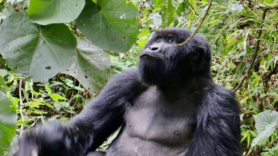 Uganda’s Living Wonders: Wildlife Encounters That Redefine the Safari Experience