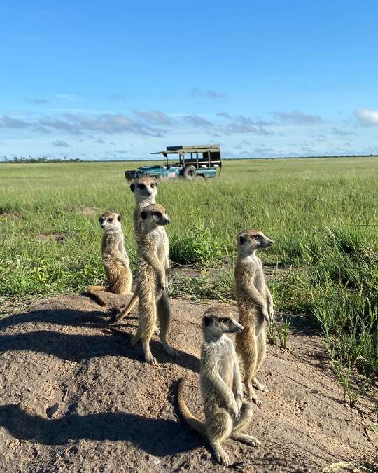 5 Secluded Escapes for a 2026 Journey into Untamed Luxury – Africa (10) Nanan Travel - Balancing Luxury & Wilderness in African Safaris _ Ultimate Guide-luxury accommodation