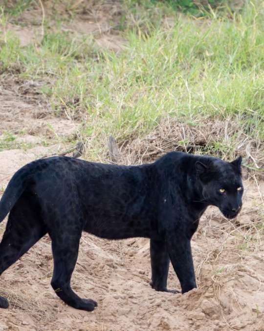 5 Secluded Escapes for a 2026 Journey into Untamed Luxury – Africa (13) Nanan Travel - Balancing Luxury & Wilderness in African Safaris _ Ultimate Guide-German and Jan with meercats on safari in Botswana