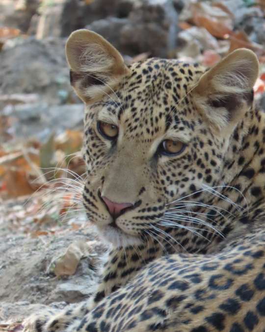 5 Secluded Escapes for a 2026 Journey into Untamed Luxury – Africa (16) Nanan Travel - Balancing Luxury & Wilderness in African Safaris _ Ultimate Guide-Germna on safari with tide and time