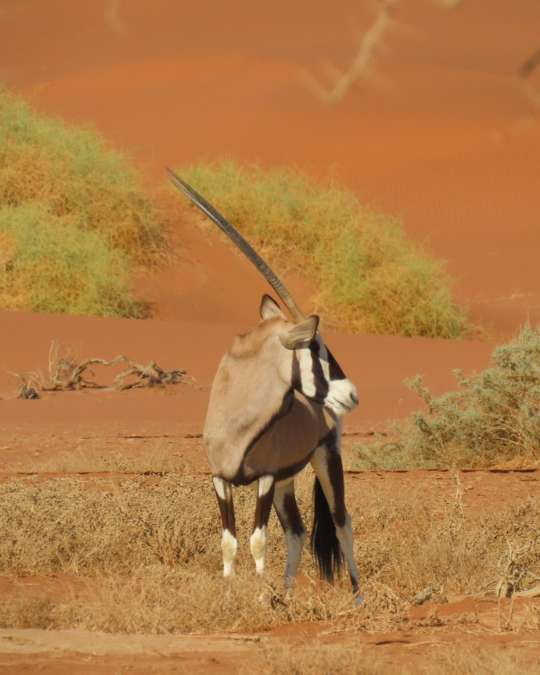 5 Secluded Escapes for a 2026 Journey into Untamed Luxury – Africa (18) Nanan Travel - Balancing Luxury & Wilderness in African Safaris _ Ultimate Guide-luxury accommodation