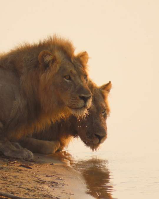 5 Secluded Escapes for a 2026 Journey into Untamed Luxury – Africa (7) Nanan Travel - Balancing Luxury & Wilderness in African Safaris Ultimate Guide- Elephants at pool at lodge in Africa