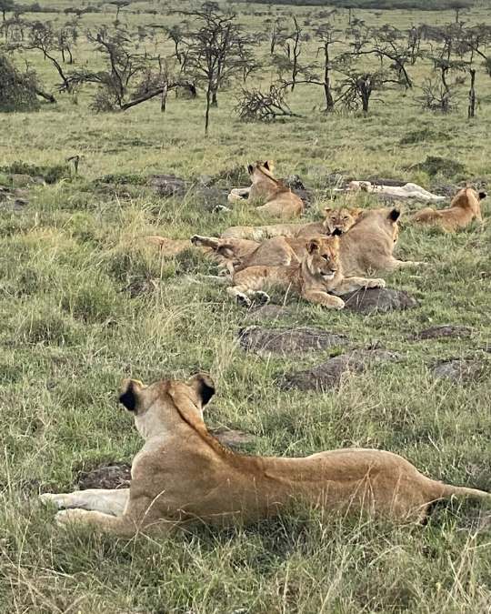 Nanan Travel - Balancing Luxury & Wilderness in African Safaris _ Ultimate Guide-viewing hippopotomus from lodge deck