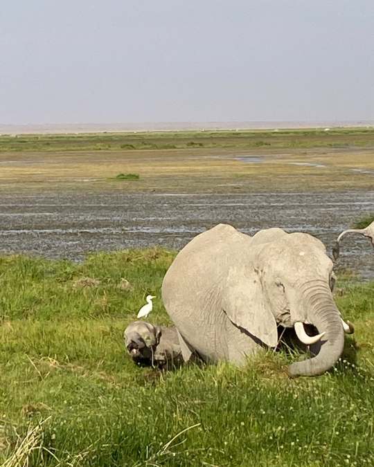 Nanan Travel - Balancing Luxury & Wilderness in African Safaris _ Ultimate Guide- clients on safari