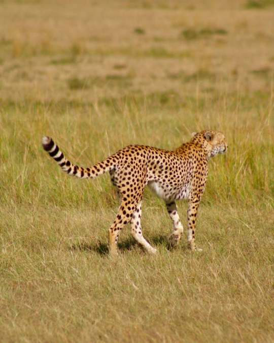 Nanan Travel - Balancing Luxury & Wilderness in African Safaris _ Ultimate Guide-Leopard in tree
