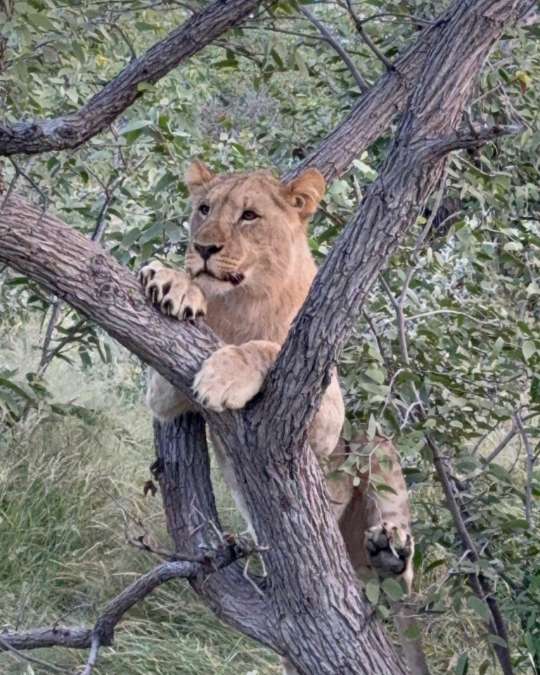 Nanan Travel - Balancing Luxury & Wilderness in African Safaris _ Ultimate Guide-safari break German drinking coffee