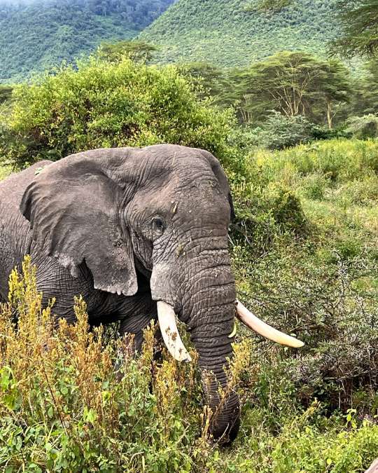 Nanan Travel - Balancing Luxury & Wilderness in African Safaris _ Ultimate Guide-lion sighting on a safari