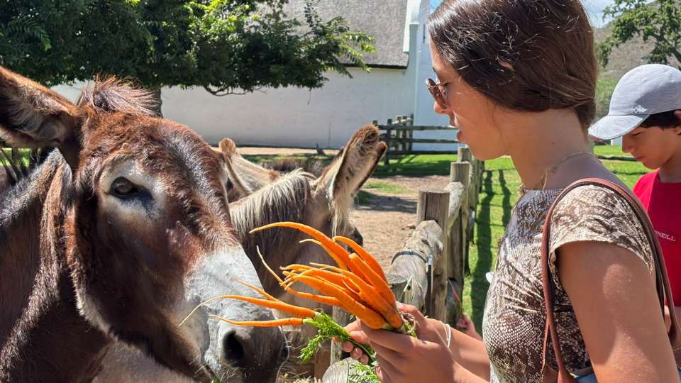 Segura, Conectada e Inolvidable: Un Safari de Lujo para Mujeres que Viajan Solas por África