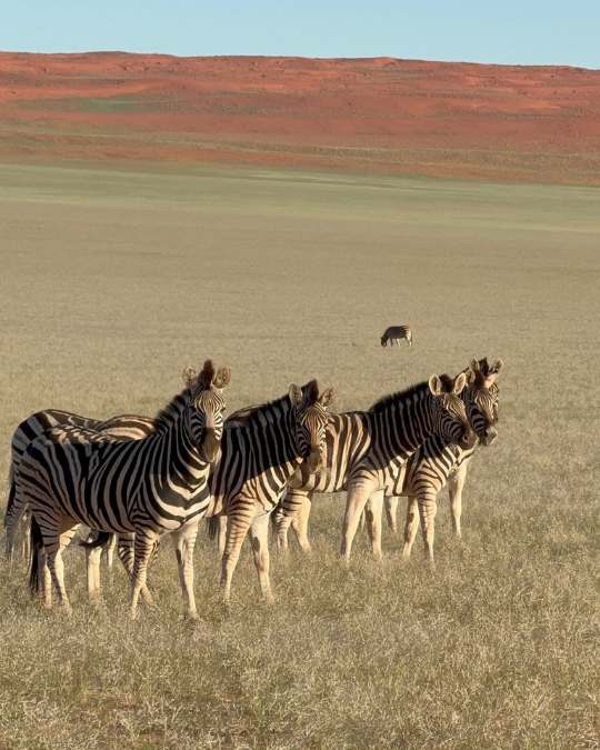 Nanan Travel - Balancing Luxury & Wilderness in African Safaris _ Ultimate Guide-lion sighting on a safari