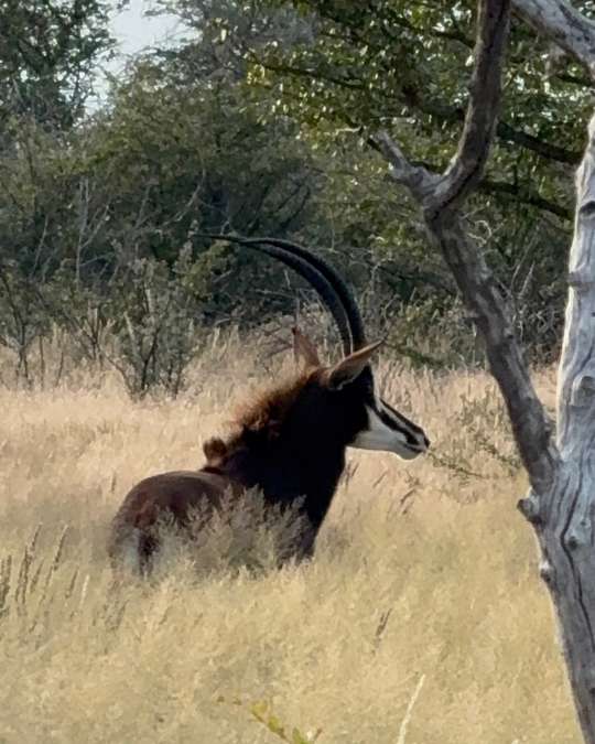 Nanan Travel - Balancing Luxury & Wilderness in African Safaris _ Ultimate Guide-safari break German drinking coffee