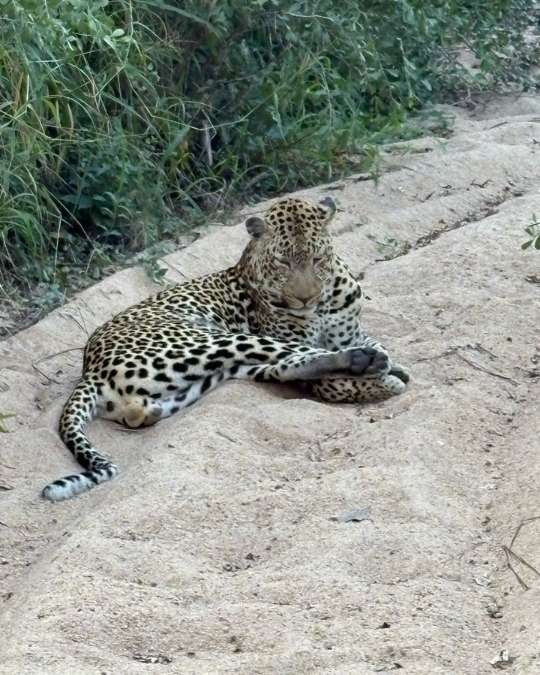 Nanan Travel - Balancing Luxury & Wilderness in African Safaris _ Ultimate Guide-lion sighting on a safari