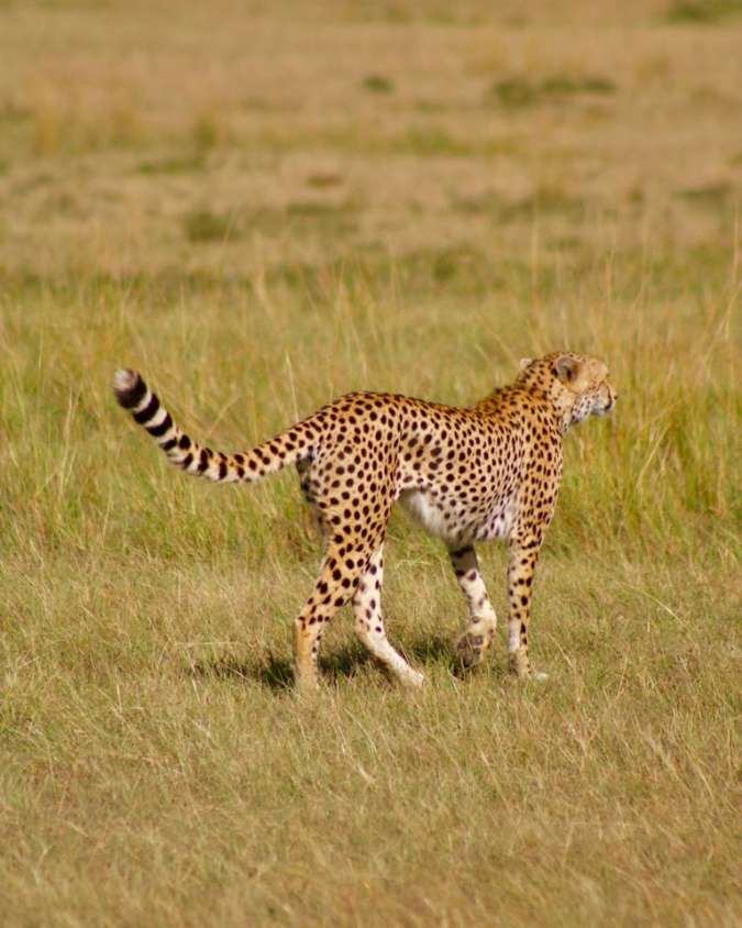 Nanan Travel - Balancing Luxury & Wilderness in African Safaris _ Ultimate Guide-Leopard in tree